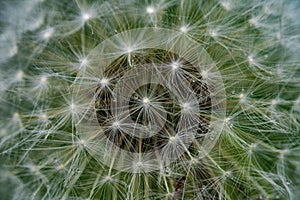 Closeup of a overblown dandelion flower