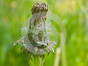 closeup of an overblown dandelion flower - taraxacum