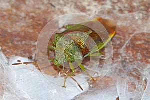 Closeup on an overwintering of birch shieldbug , Elasmostethus interstinctus