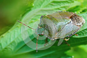 Closeup on an overwintering green shieldbug, Palomena prasina, hdiding in the vegetation photo