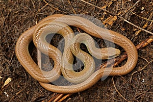 Closeup on an overwintering, pale colored and curled up Western Yellow-bellied Racer, Coluber constrictor mormon