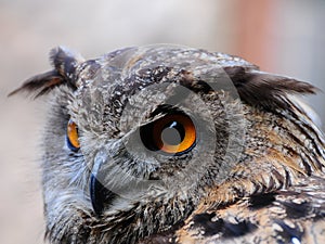 Closeup of an Owl