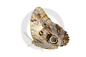 Closeup of an owl butterfly isolated on white background
