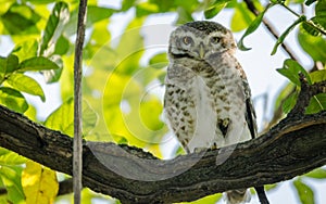 Closeup of Owl with green leaves