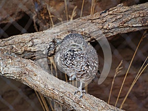 Closeup of an owl perched on a tree branch, Omaha's Henry Doorly Zoo and Aquarium in Omaha Nebraska