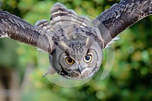 closeup, owl wings spread, eyes focused forward, midflight photo