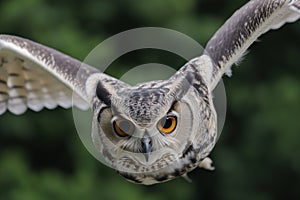 closeup, owl wings spread, eyes focused forward, midflight photo