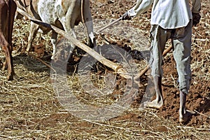 Closeup with oxen plowing farmer, Ethiopia