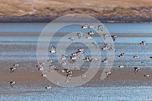 Closeup of Oystercatchers flying over the waterd