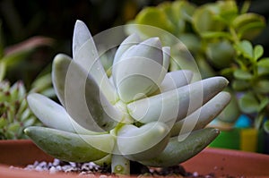 Pachyphytum Bracteosum Succulent Plant