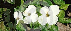 Closeup of Pacific dogwoods surrounded by greenery under the sunlight with a blurry background