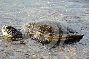 Closeup Of Pacific Green Sea Turtle In Hawaii