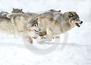 Closeup of a pack of wolves running on snow