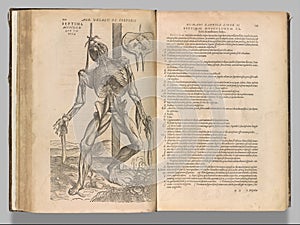 Closeup of a page in the Atlas of Human anatomy book showing male muscles and organs by Vesalius