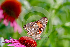 Closeup of a Painted Lady Butterfly facing to the right while sitting on a pink coneflower