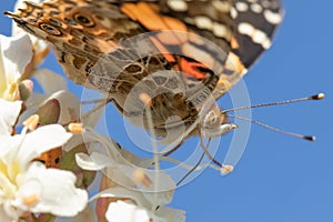 Painted lady butterfly on white flower with hidden ladybug photo