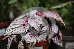 Closeup of painted-leaf begonia plant with white veining in its leaves