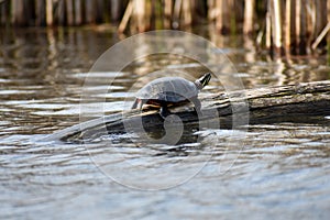 Closeup of a Painted Turtle Chrysemys picta Box Turtle