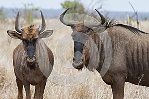 Closeup pair of Blue Wildebeest gnu