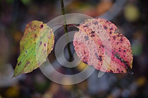 Closeup of a pair of broken leaves in red and green with grunge