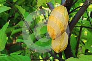 Pair of Cacao Fruits Called Cacao Pods Ripening on Their Tree photo