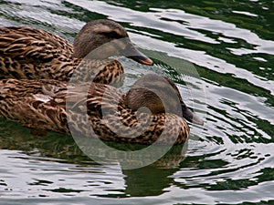 Closeup of a pair of ducks swimming in a lake