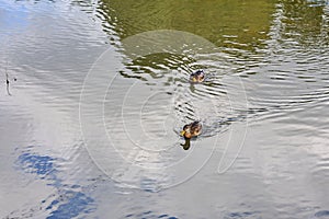 Closeup of a pair of ducks swimming on a river