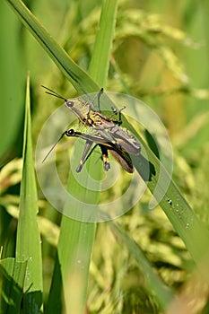closeup the pair of green brown bug insect grasshopper hold on paddy plant leaf in the farm soft focus natural green brown