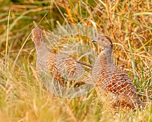 Closeup of a pair of Grey Francolins running in a bush
