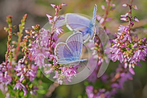 Pair of Idas blue or northern blue butterflies on blooming heather photo