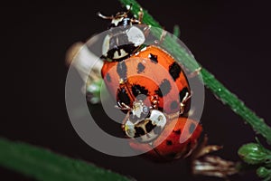 Closeup of a pair of Ladybugs mating on a stem of a plant