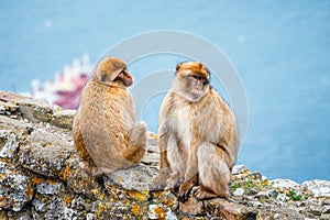 Closeup of a pair of macaques in a reserve