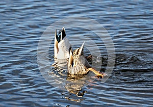 Closeup of a pair of mallard ducks feeding upsidedown