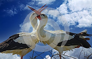 Closeup of  pair mating white storks with crossed red bleaks, heads and necks forming heart shape against blue sky