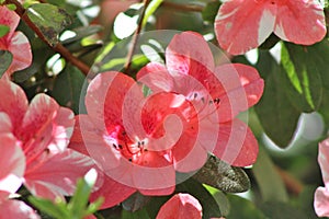 Closeup of pair of pink, red and white flowers.