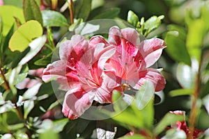 Closeup of pair of pink and white flowers.