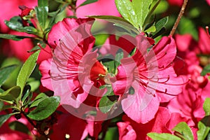 Closeup of pair of red pink blooms