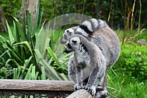 Closeup a pair of Ring-tailed lemurs ( Lemur Catta) are standing on a wooden beam