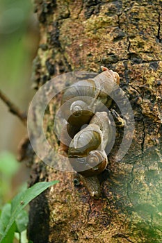 closeup the pair of small brown color snail hold on the brown tree soft focus natural green brown background