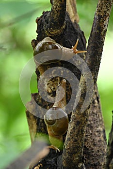 closeup the pair of small brown color snail hold on the brown tree soft focus natural green brown background