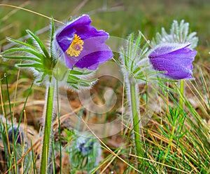 closeup pair of spring prairie flowers in a grass