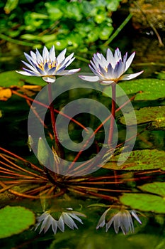 Closeup of a Pair of Tropical White Water Lily Flowers (Nymphaeaceae) with Reflections and Lily Pads.