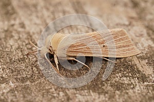 Closeup of the pale brown colored common wainscot moth, Mythimna pallens on a piece of wood