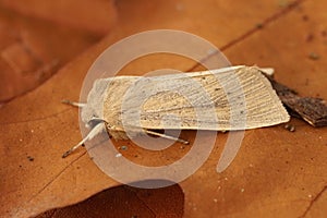 Closeup on the pale brown colored seasonal Large Wainscot owlet moth, Rhizedra lutosa