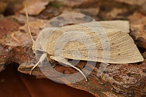 Closeup on the pale brown colored seasonal Large Wainscot owlet moth, Rhizedra lutosa