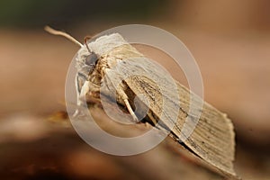 Closeup on the pale brown colored seasonal Large Wainscot owlet moth, Rhizedra lutosa