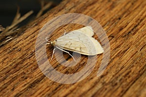 Closeup on a pale brown to yellow colored European corn borer, Ostrinia nubilalis sitting on wood