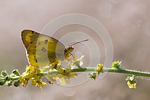 Closeup of a Pale clouded yellow butterfly perched on a branch with little flowers.