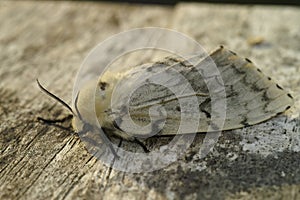 Closeup on a pale colored European gypsy moth, Lymantria dispar sitting on wood