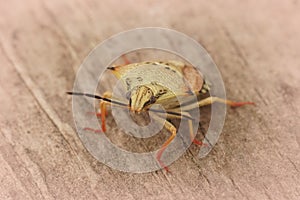 Closeup on the pale colored mediterranean Carpocoris mediterraneus atlanticus shieldbug sitting on wood